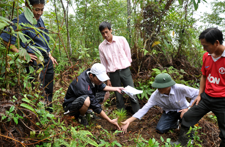 Đến tháng 6/2013, mỗi huyện phải thực hiện giao rừng xong cho 1 xã. Ảnh minh họa