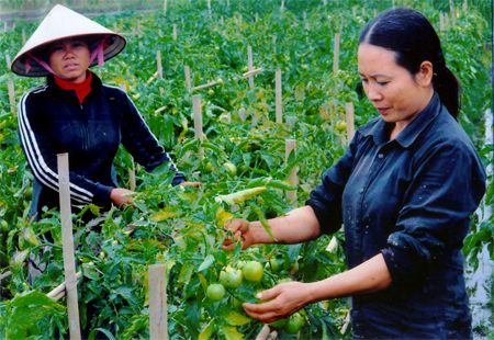 Được sự hỗ trợ giống, phân bón, gia đình chị Phạm Thị Liên xã Đông Cuông đã trồng được 2 sào cà chua cho năng suất cao.
