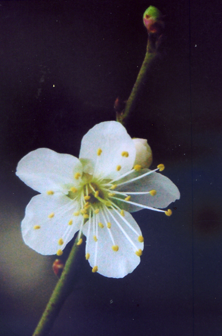 Chào xuân.
(Ảnh: Hà Linh)