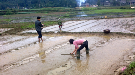 Nông dân xã Đông Cuông làm đất chuẩn bị cho vụ đông xuân.