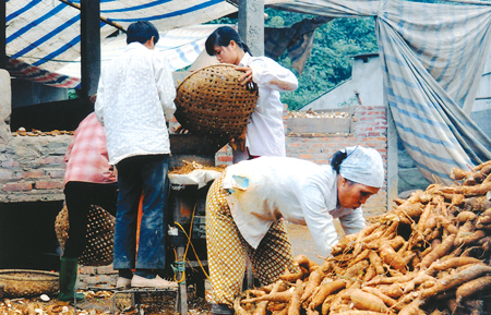 Một xưởng chế biến sắn lát khô ở Văn Yên.