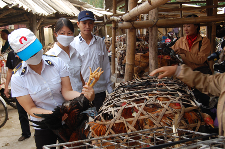 Cán bộ thú y thành phố Yên Bái tăng cường công tác kiểm soát vận chuyển và buôn bán gia cầm trên địa bàn.
