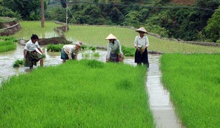 Người dân Trạm Tấu đã biết sản xuất nông nghiệp theo hướng hàng hóa. Ảnh MQ