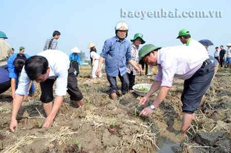 Đồng chí Trần Văn Mộc (ngoài cùng bên phải) - Bí thư Huyện ủy Văn Chấn trực tiếp xuống đồng động viên nông dân tích cực sản xuất.
