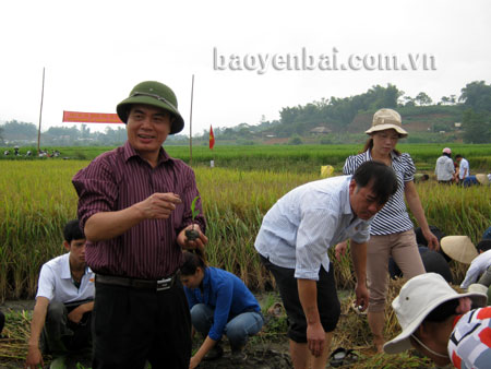 Đồng chí Trần Thế Hùng - Bí thư Huyện ủy Văn Yên xuống đồng trồng ngô đông cùng nông dân xã Đông Cuông.
