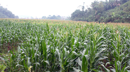 Kinh tế nông, lâm nghiệp là thế mạnh của xã Lâm Giang.