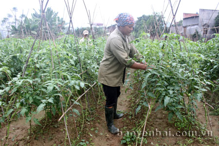Vùng sản xuất chuyên canh cây rau màu thôn Bản Chanh, xã Phù Nham.