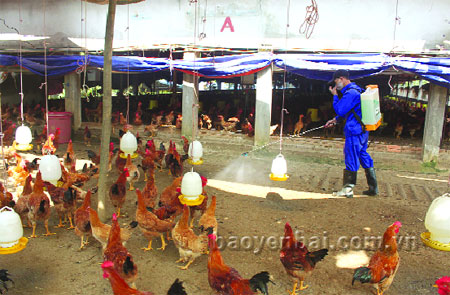 Các hộ dân ở phường Nam Cường, thành phố Yên Bái chủ động phun tiêu độc khử trùng cho các trang trại gà nuôi tập trung tại gia đình.
