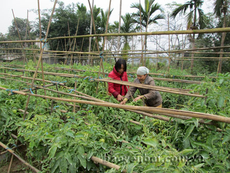 Khuyến nông viên xã Tuy Lộc hướng dẫn nông dân cách chăm sóc cây cà chua.