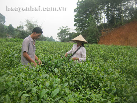 Nông dân xã Bảo Hưng thu hái chè qua đông năm 2013.