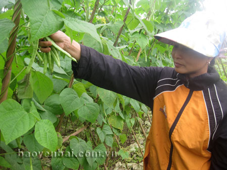 Nông dân thành phố Yên Bái đã và đang tích cực áp dụng khoa học kỹ thuật vào sản xuất rau an toàn.
