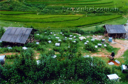 Mô hình nuôi ong mật cho hiệu quả kinh tế cao ở xã Púng Luông (Mù Cang Chải). Ảnh Sùng Đức Hồng