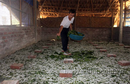 Người dân xã Việt Thành, huyện  Trấn Yên phát triển nghề trồng dâu, nuôi tằm. (Ảnh: Hồng Duyên)
