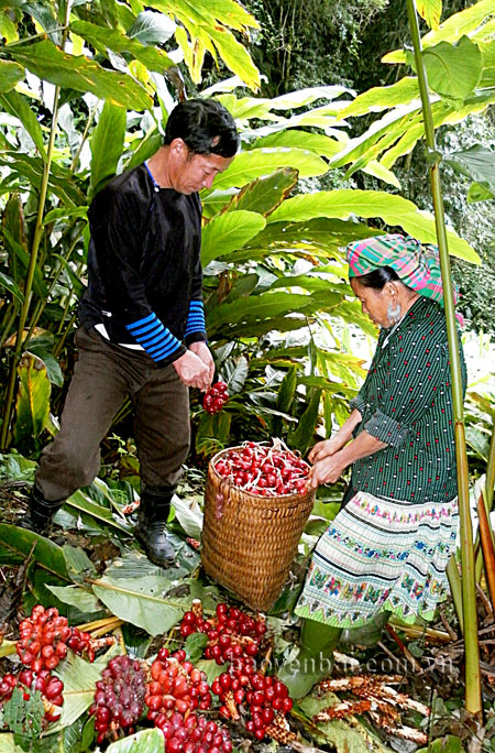 Thu hoạch thảo quả ở Nậm Có (Mù Cang Chải).
(Ảnh: A Mua)