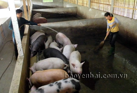 Mô hình chăn nuôi lợn của gia đình anh Nguyễn Đức Hải.