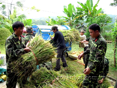 Cán bộ, chiến sỹ lực lượng vũ trang thị xã Nghĩa Lộ giúp dân thu hoạch lúa.