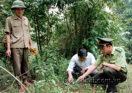 Cán bộ kiểm lâm Lục Yên kiểm tra công tác trồng rừng tại xã Tân Phượng.