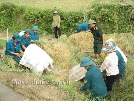 Lực lượng vũ trang huyện Trạm Tấu giúp dân thu hoạch lúa.