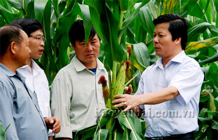 Bí thư Huyện ủy Ngô Thanh Giang trao đổi với lãnh đạo địa phương và ngành chức năng về hiệu quả cây ngô trồng trên đất dốc.

