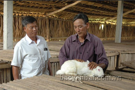 Mô hình nuôi thỏ thương phẩm của hội viên Bùi Quốc Trị hàng năm cho thu nhập gần 200 triệu đồng.
