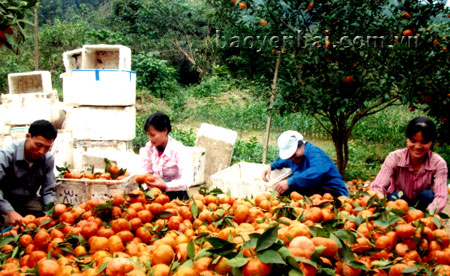 Nhờ trồng cam, nông dân Văn Chấn thu hàng trăm tỷ đồng.