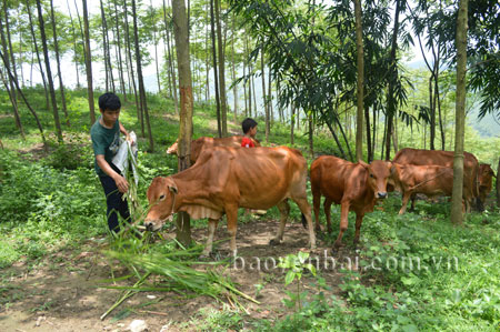 Vi Văn Nguyên đã phát triển được đàn trâu, bò gần 20 con.
