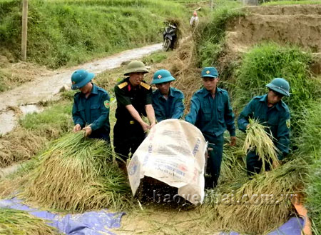 Lực lượng vũ trang huyện Trạm Tấu giúp dân thu hoạch lúa.