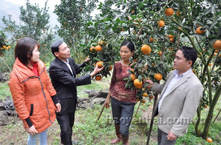 Trong những năm tới, xã Khánh Hòa có thể phát triển vùng cam lên 400ha.