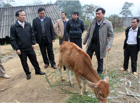 Đồng chí Hoàng Xuân Nguyên - Phó Chủ tịch UBND tỉnh (người thứ nhất bên trái) kiểm tra tình hình dịch bệnh LMLM tại xã Pá Lau, huyện Trạm Tấu.