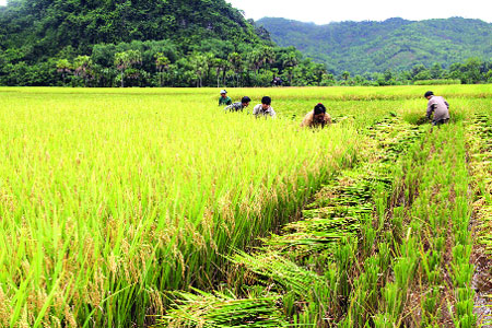 Nhờ áp dụng tiến bộ khoa học kỹ thuật vào sản xuất, năng suất, chất lượng lúa ngày một cao.
