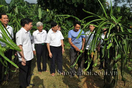 Đồng chí Nông Văn Lịnh (thứ 3, bên trái) thăm mô hình trồng thanh long mang lại hiệu quả kinh tế cao.