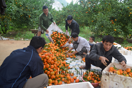 Gia đình anh Trần Minh Quyền thôn 5, xã Thượng Bằng La (Văn Chấn) thu hoạch cam Đường canh. (Ảnh: Văn Tuấn)