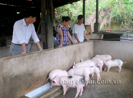 Mô hình nuôi lợn thịt của hội viên Hoàng Quang Thắng, thôn Ba Khe 3, thu nhập 200 triệu đồng/năm.
