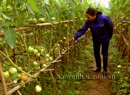 Ứng dụng công nghệ cao trồng cà chua trong nhà lưới  Đài Phát Thanh và  Truyền Hình Thái Bình