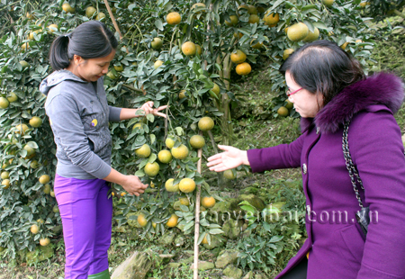 Lãnh đạo Ngân hàng Chính sách xã hội huyện Trấn Yên (bên phải) thăm mô hình trồng cây ăn quả của gia đình chị Nguyễn Thị Huệ.
