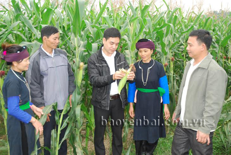 Lãnh đạo xã Đông Cuông (Văn Yên) kiểm tra sản xuất ngô đông trên đất hai vụ lúa.