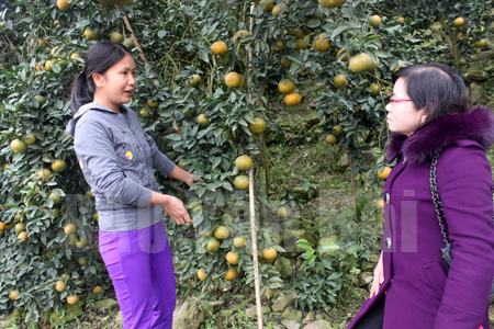 Mô hình trồng cam sành, cam V2 của gia đình chị Nguyễn Thị Huệ (trái) ở thôn 7 xã Vân Hội (Trấn Yên) năm 2015 cho thu nhập trên 200 triệu đồng.