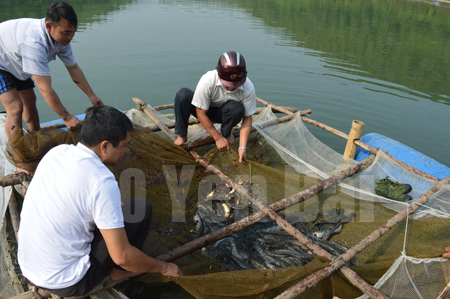 Cán bộ Phòng Nông nghiệp và Phát triển nông thôn huyện Yên Bình kiểm tra cá giống của các hộ dân xã Hán Đà trước khi đưa vào nuôi quây.