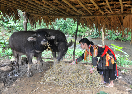 Người dân xã Tân Phượng lấy rơm khô dự trữ làm thức ăn cho trâu trong mùa đông.