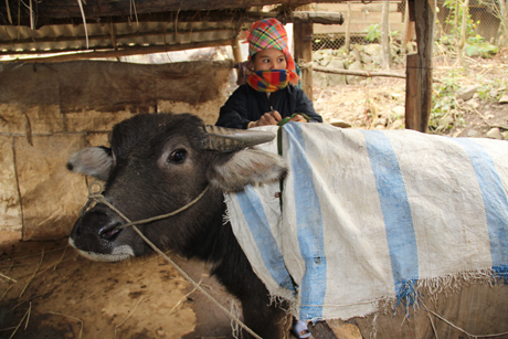 Dùng chăn cũ, bao tải để 