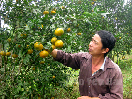 Gia đình ông Hoàng Minh Tuấn thu gần 50 triệu đồng/năm từ vườn cam ở Nước Ngập.