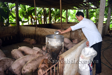 Đoàn viên Nguyễn Việt Thắng, xã Y Can, huyện Trấn Yên là điển hình phát triển chăn nuôi theo hướng hàng hoá.
