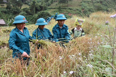 Dân quân huyện Trạm Tấu giúp dân gặt lúa.
