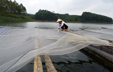 Tận dụng mặt nước hồ Thác Bà, mỗi năm hội viên phụ nữ xã Phúc Ninh nuôi được 10 tấn cá mang lại nguồn thu nhập đáng kể cho gia đình.