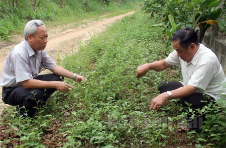 Ông Nguyễn Quốc Tuấn - Chủ tịch Hội Đông y tỉnh thăm hộ dân trồng cây dược liệu quý.