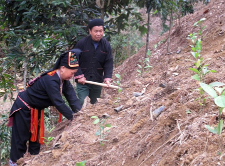 Nhân dân xã Viễn Sơn, huyện Văn Yên tích cực trồng quế vừa đảm bảo phủ xanh đất trống đồi trọc vừa mang nguồn thu nhập lâu dài cho người dân. (Ảnh: Mạnh Cường)