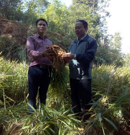 Đồng chí Vũ Tiến Đức - Phó Bí thư Huyện ủy, Chủ tịch UBND huyện Mù Cang Chải (bên phải) kiểm tra việc nghiệm thu, đánh giá hiệu quả cây gừng tại xã Lao Chải.