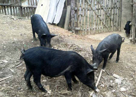 Lợn đặc sản thơm ngon nên được nhiều người lựa chọn làm thực phẩm.