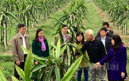 Các đồng chí lãnh đạo thị xã Nghĩa Lộ thăm mô hình trồng thanh long ruột tím của ông Lường Văn Lập, thôn Sang Đốm, xã Nghĩa Lợi.
