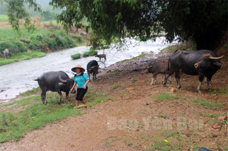 Nhờ được tập huấn kỹ thuật chăn nuôi gia súc, bà Nguyễn Thị Hái, thôn Khe Quyền xã Đông An, huyện Văn Yên chăm sóc tốt đàn trâu của gia đình.